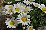 22 Margheritine d'Alpe